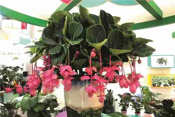 天津东信花卉 用好品种和高品质赢得市场 |“金花奖”专题