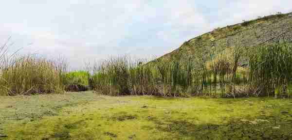 穿行武汉郊区一座旧矿区，将半壁山峰凿开，干涸石滩长满水草