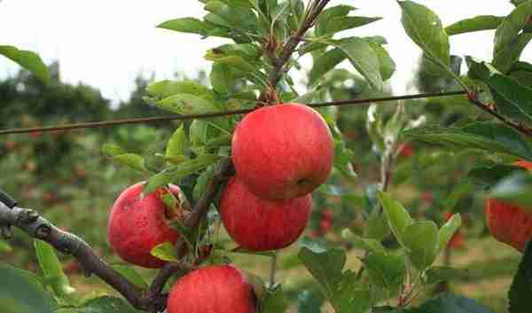 怎样才能务出又红又大又好吃的苹果呢？一个老专家的经验之谈