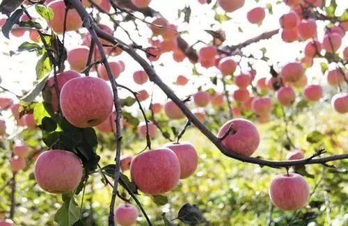 怎样才能务出又红又大又好吃的苹果呢？一个老专家的经验之谈