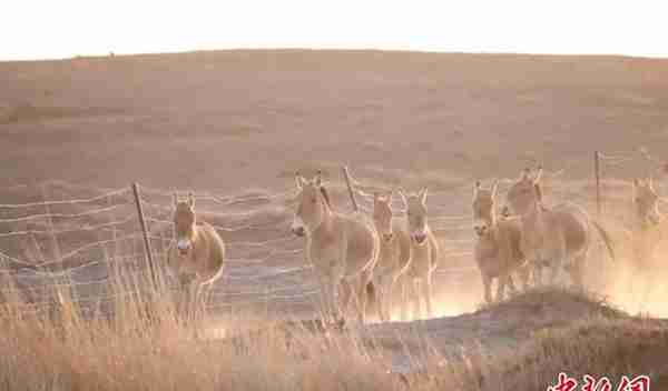 8头蒙古野驴“组团”现身内蒙古乌拉特草原