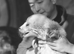华中地区首只自然繁殖斑海豹出生