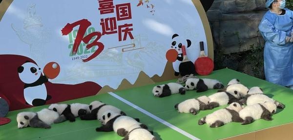 超萌预警！成都熊猫基地2022级新生大熊猫齐亮相